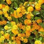 Lantana camaraÕis