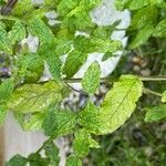 Mentha spicata Blad