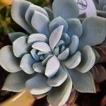 Pachyphytum bracteosum পাতা