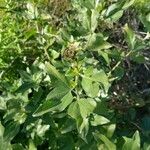 Encelia californica पत्ता