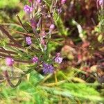 Epilobium palustre Fiore