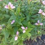 Chelone lyonii फूल