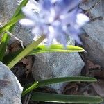 Hyacinthoides italica Hoja