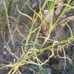 Linaria maroccana Feuille