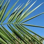 Phoenix canariensis Hoja