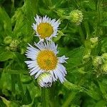 Erigeron annuus Blomma