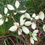 Sphenostemon oppositifolius Habit