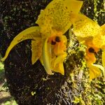 Stanhopea wardii 花