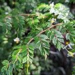 Begonia foliosa Blad