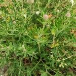 Trifolium arvense Natur