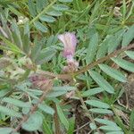 Vicia pannonica Deilen