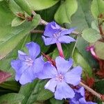 Ceratostigma plumbaginoidesFlower