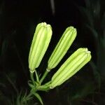 Lilium formosanum Blatt