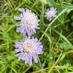 Knautia integrifolia Žiedas