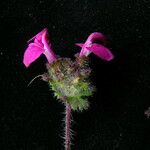 Pedicularis confertiflora