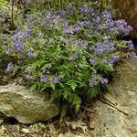 Phacelia bipinnatifida Flor