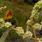 Homalium abdessammadii Flower