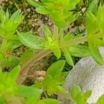 Crassula alata Feuille