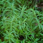 Artemisia princeps List