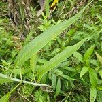 Helianthus grosseserratus ഇല