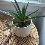 Gasteraloe cv.Folha