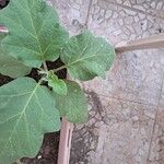 Solanum incanum 叶