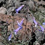 Penstemon laetus Hábito