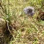 Echinops ritroFlor