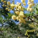 Acacia terminalis Květ