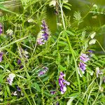 Vicia villosa পাতা