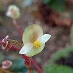 Begonia masoniana