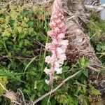 Orobanche crenata 花