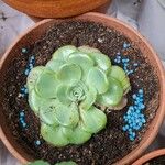 Aeonium castello-paivae Likasa