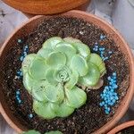 Aeonium castello-paivae 葉