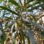 Acacia longifolia Blad