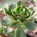 Echeveria viridissima 葉