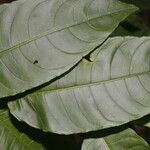 Cestrum racemosum Leaf