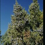 Juniperus monosperma عادت داشتن