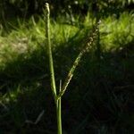 Paspalum scrobiculatum autre