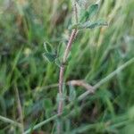 Lotus hispidus Leaf