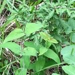 Hypericum montanum Blatt