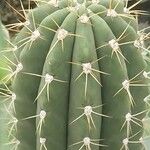 Leucostele terscheckii List
