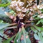 Badula barthesia Flower