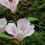 Clarkia amoena Flor