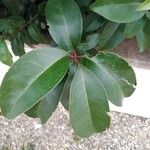 Ligustrum lucidum برگ