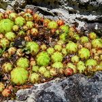 Sempervivum minutum Habit