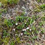 Harrimanella hypnoides Flor