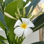 Plumeria obtusaBlüte