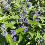 Caryopteris × clandonensis Çiçek