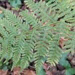 Athyrium filix-femina 葉